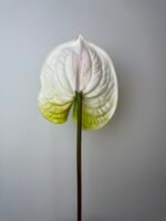 Антуріум maxi біло-зелений - Зображення 2