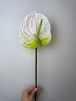 Антуріум maxi біло-зелений - Зображення 3