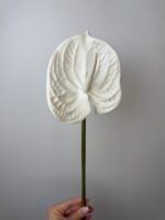 Антуріум maxi білий