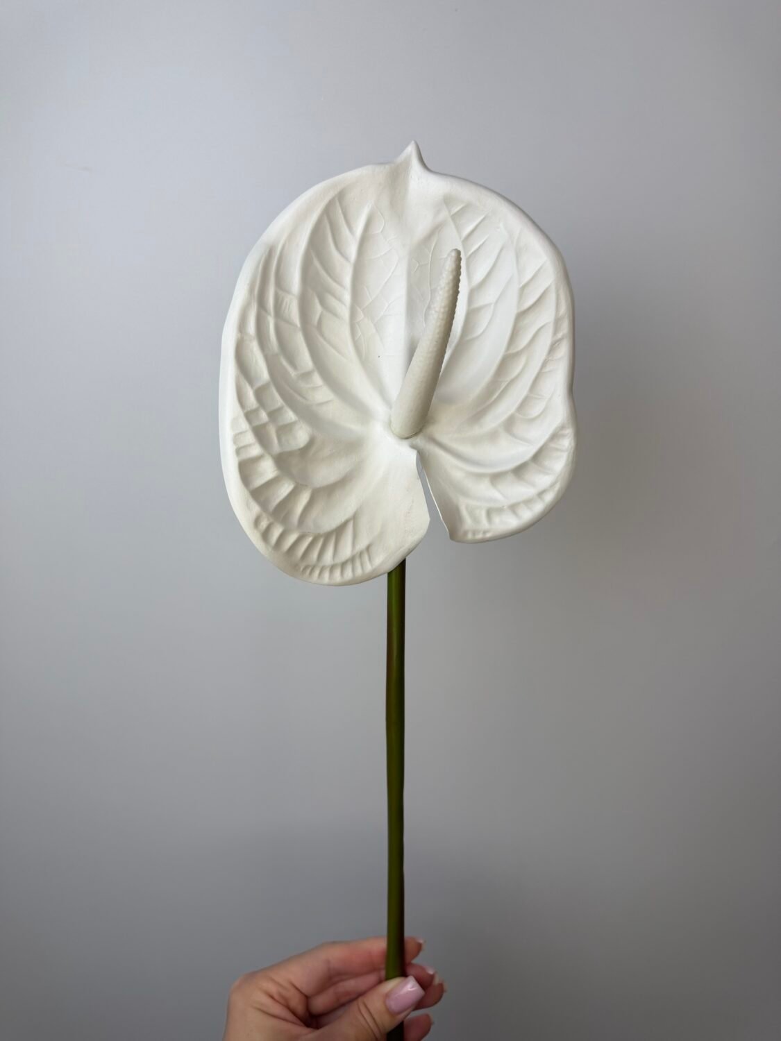 img_8914 Антуріум maxi білий - Зображення 1