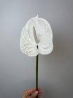 Антуріум maxi білий - Зображення 2