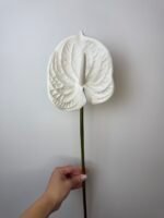 Антуріум maxi білий - Зображення 4