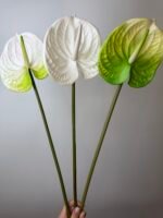 Антуріум maxi біло-зелений - Зображення 4