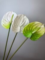 Антуріум maxi зелено-білий - Зображення 4