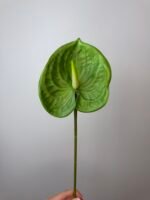 Антуріум преміум зелений