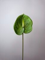 Антуріум преміум зелений - Зображення 2