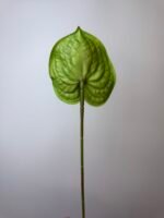 Антуріум преміум зелений - Зображення 3