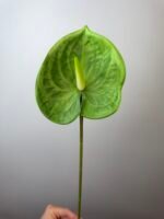 Антуріум преміум зелений - Зображення 4