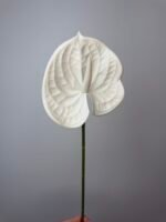 Антуріум преміум білий