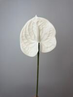 Антуріум преміум білий - Зображення 3