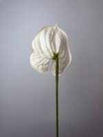 Антуріум преміум білий - Зображення 2