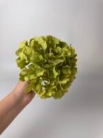 Гортензія люкс зелена 24 см - Зображення 2