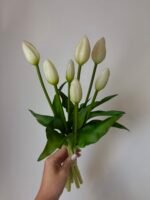 Тюльпани бутони білі