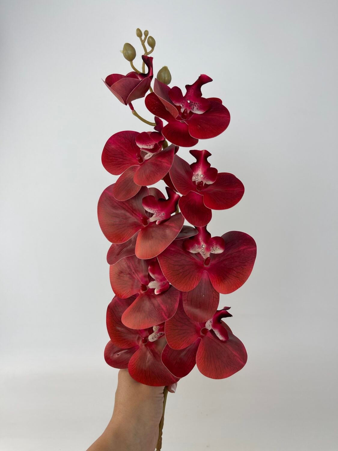 img_4814 Орхідея стандарт червона - Зображення 1
