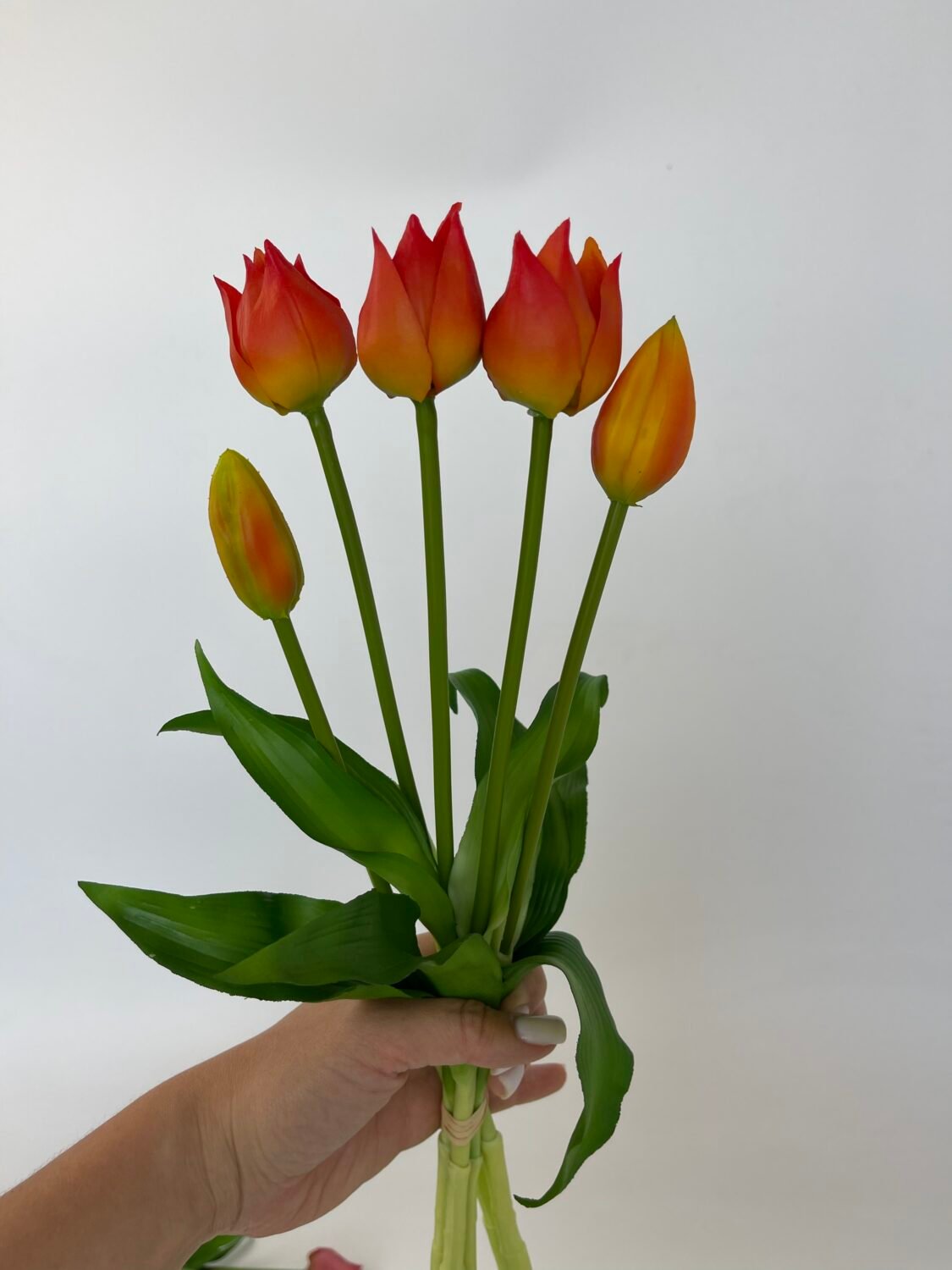 img_7202 Тюльпани гостролисті помаранчеві - Зображення 1