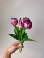 Тюльпани темно малинові піоновидні 3+2 30см. - Зображення 2