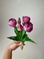 Тюльпани темно малинові піоновидні 3+2 30см.