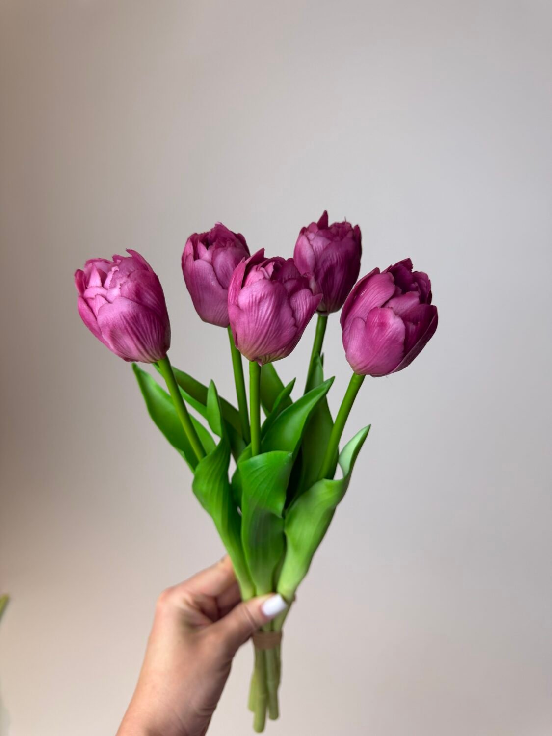 img_9715 Тюльпани класік темно малинові піоновидні - Зображення 1