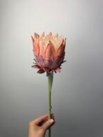 Протея преміум помаранчева - Зображення 2