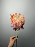 Протея преміум помаранчева