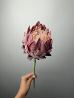 Протея преміум бордова