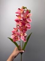 Орхідея цимбідіум рожева