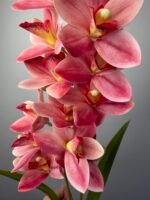 Орхідея цимбідіум рожева - Зображення 2