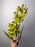 Орхідея цимбідіум зелена