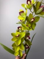 Орхідея цимбідіум зелена - Зображення 2