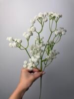 Гіпсофіла класична біла