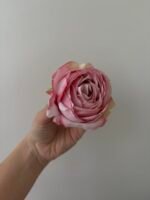 Троянда VIP відкрита рожева