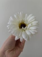 Гербера молочна - Зображення 2