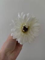 Гербера молочна