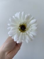Гербера молочна - Зображення 2