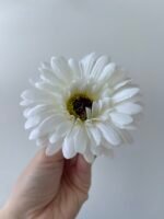Гербера молочна