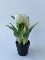 Тюльпани в горщечку білі