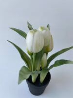 Тюльпани в горщечку білі - Зображення 2