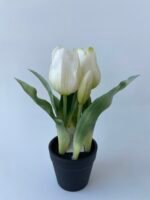 Тюльпани в горщечку білі