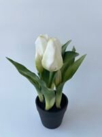 Тюльпани в горщечку білі - Зображення 2