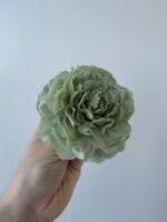 Півонія зелена - Зображення 2