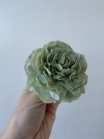 Півонія зелена