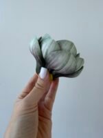 Голівка магнолії зелена - Зображення 2