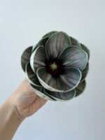 Голівка магнолії зелена