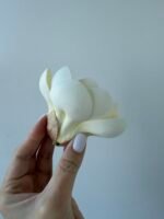 Голівка магнолії молочна - Зображення 2