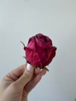 Троянда бутон бордо з запаяними кінчиками