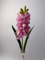 Гіацинт латексний масляно-фіолетовий