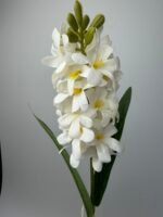 Гіацинт латексний білий - Зображення 2