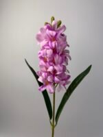 Гіацинт латексний рожевий