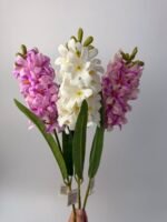 Гіацинт латексний білий - Зображення 3