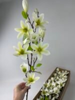 Магнолія біла латексна з бутонами